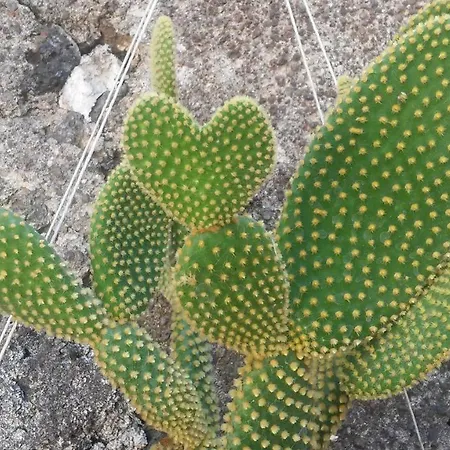 Mauripe * Misterbianco